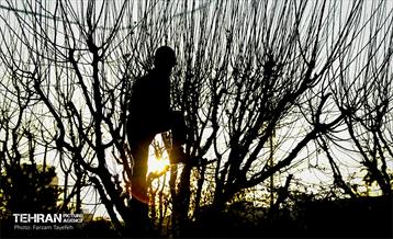 هرس درختان در منطقه 5