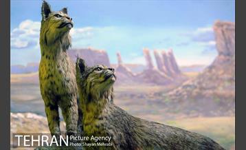 موزه حیات وحش پردیسان 6