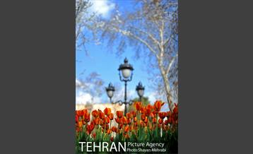 رویش گل های لاله در پارک ملت 13