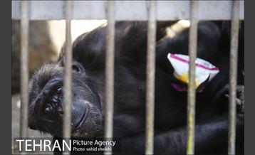 باغ وحش ارم 36