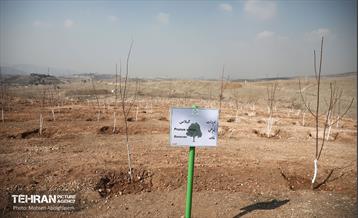 نشست خبری معاون خدمات شهری و محیط زیست 8