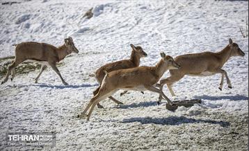 حیات وحش تهران  8
