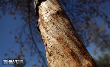 بازدید اصحاب رسانه از روند انجام عملیات احیای چیتگر 49