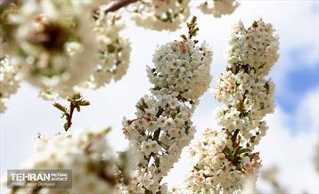 طبیعت بهاری روستای سنگان 14