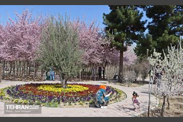 شکوفه‌های بهاری در بوستان سمن‌ها 22