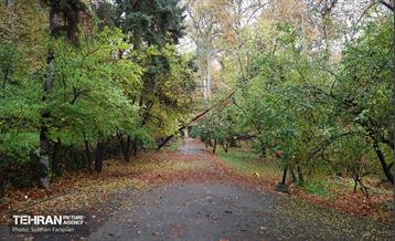 طبیعت پاییزی مجموعه فرهنگی تاریخی سعدآباد  24