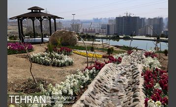 باغ گل لاله های ایرانی در بوستان آبشار تهران‎ 31