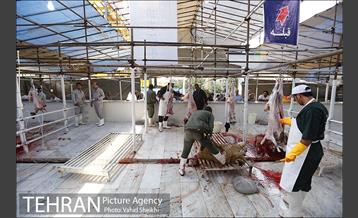 بازدید سعید راد از مراکز عرضه دام  15