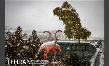 بارش نخستین برف پاییزی در تهران 4