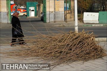 عملیات هرس درختان درمعابر و بوستانهای مناطق تهران 8