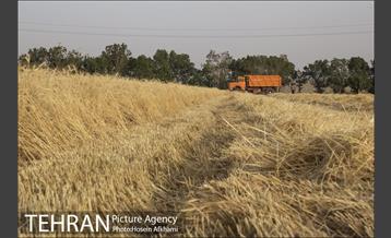 برداشت گندم در مزارع جنوب تهران‎ 27