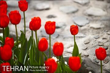 رویش گل های لاله در باغ ایرانی 5