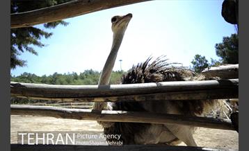 باغ پرندگان 24