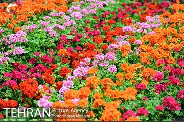 نمایشگاه گل و گیاه در بوستان گفتگو 19