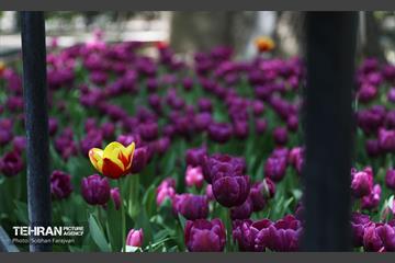 باغ ایرانی میزبان لاله‌ها 31