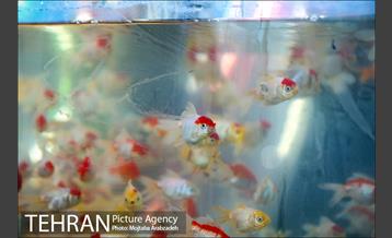 خرید لحظه آخری نوروزی 3