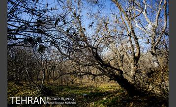 کوچه باغ های محله کن 53