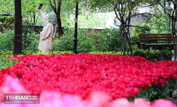 لاله‌ها میهمان باغ ایرانی 10
