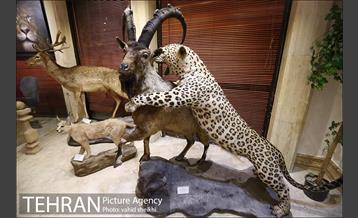 موزه طبیعت و حیات وحش دارآباد 21