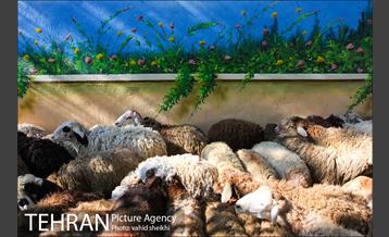 بازار فروش دام در محله طرشت به مناسبت عید قربان 19