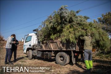 تولید کود کمپوست در پارک جنگلی آزادشهر 12