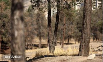 بازدید اصحاب رسانه از روند انجام عملیات احیای چیتگر 61