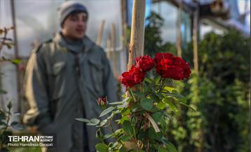 بازار گل محلاتی  15