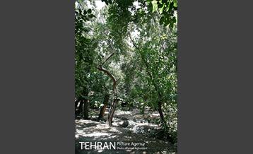 توتستان های طرشت، طعم شیرین طهران قدیم 6