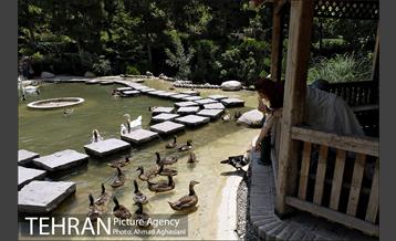 باغ پرندگان تهران 25