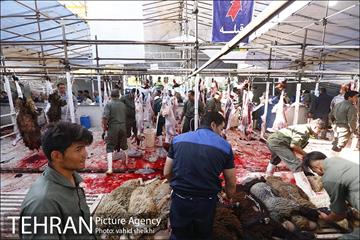 عرضه بهداشتی دام در جایگاه منطقه 2 شهرداری تهران  4