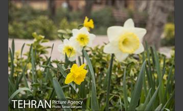 بوستان باغ ایرانی ده ونک 8