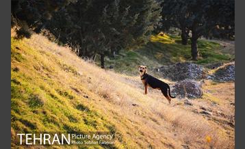 رهاسازی 150 قلاده سگ بدون صاحب  32