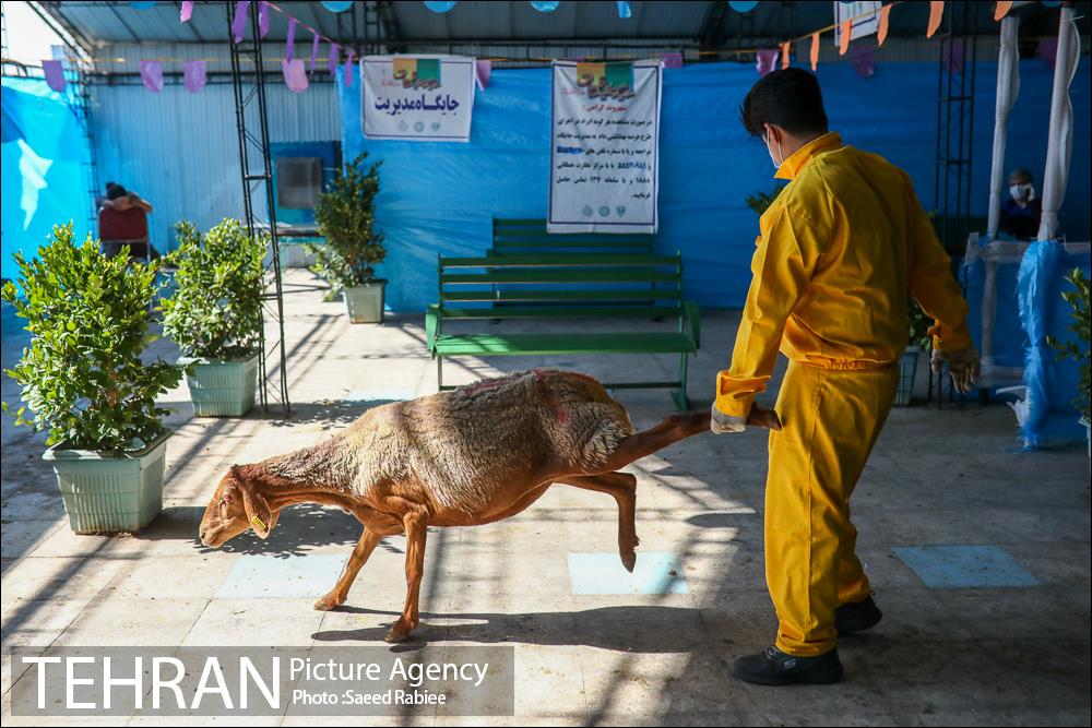 مرکز عرضه دام بهداشتی به مناسبت عید قربان در منطقه 22 تهران 20