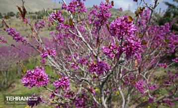 هوای بهاری منطقه 5 19