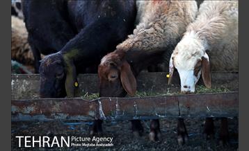 مرکز عرضه دام بهداشتی به مناسبت عید قربان در منطقه 14