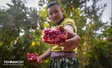 یـاقوت سرخ  22