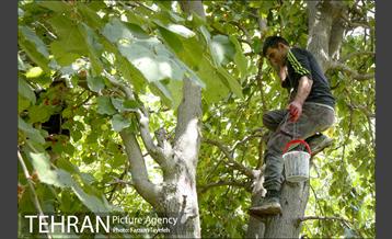 فصل برداشت توت از باغات سولقان 13