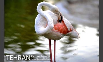 باغ پرندگان تهران 53