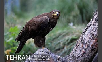 باغ پرندگان تهران 42