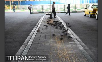 پل سید خندان 14