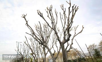 هرس درختان در منطقه 5