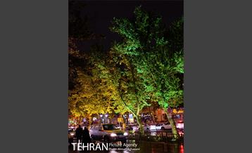 نورپردازی درختان بلوار میرداماد 8
