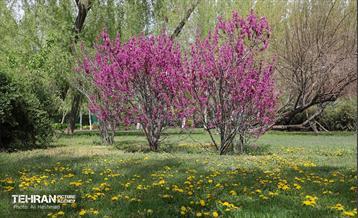 بوستان بانوان نرگس 33