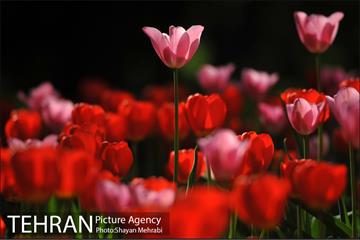 رویش گل های لاله در بوستان ملت 16
