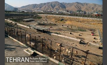 بازدید پیروز حناچی شهردار تهران از دهکده مهربانی 7