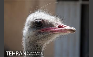 باغ پرندگان تهران 43