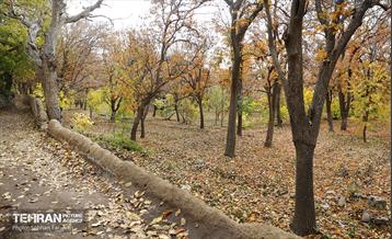 طبیعت پاییزی کوچه باغ‌های محله کن 19