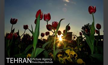 برج میلاد میزبان لاله های بهاری و تخم مرغ های رنگی 15