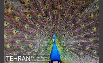 موزه طبیعت و حیات وحش دارآباد تهران 45