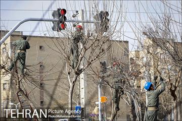 آغاز فصل هرس درختان- 3